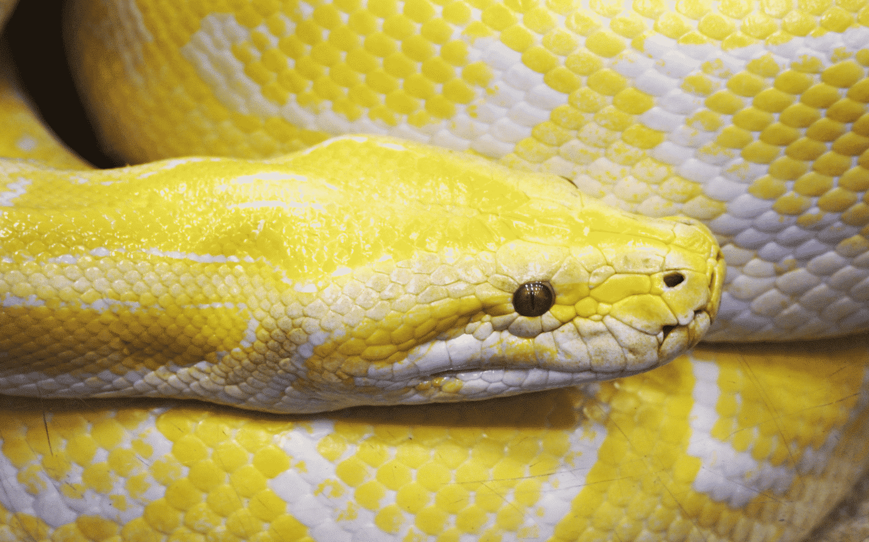 Uma cobra amarela.