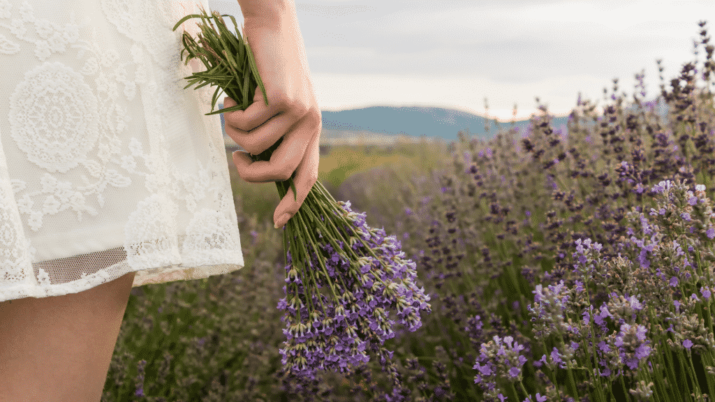 Mulher andando no meio de um campo de lavanda, segurando um buquê da flor.