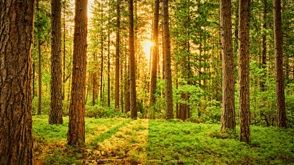 Bosque com diversas árvores