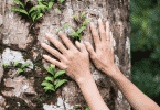 Pessoa tocando tronco de árvore com as duas mãos