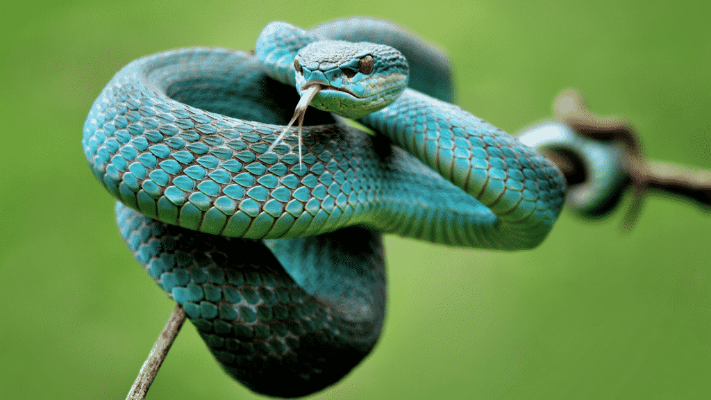 Uma cobra azul com traços de coloração preta.
