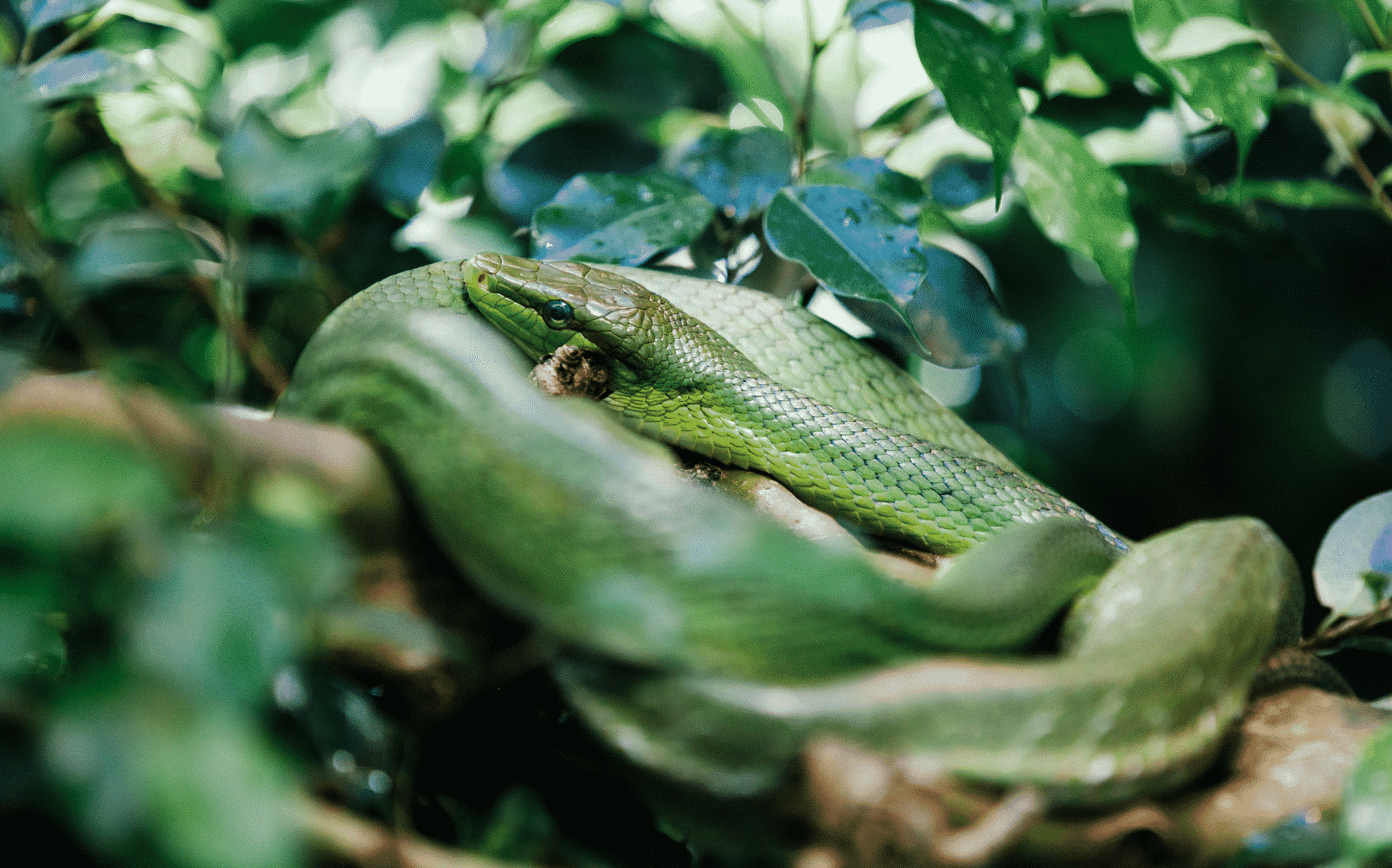 Uma cobra verde sobre um galho de árvore.