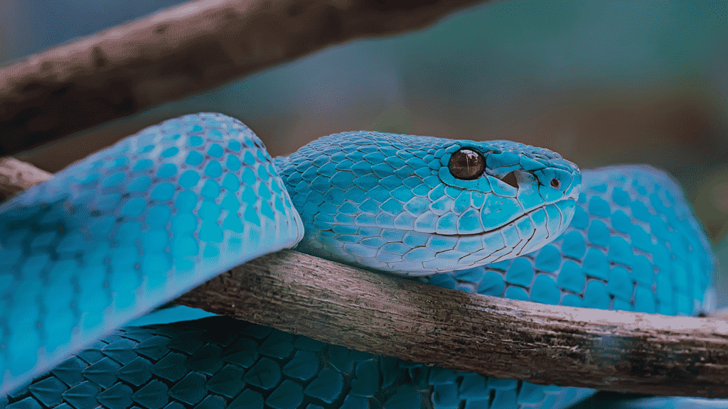 Uma cobra azul clara.