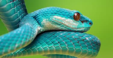 Uma cobra azul.
