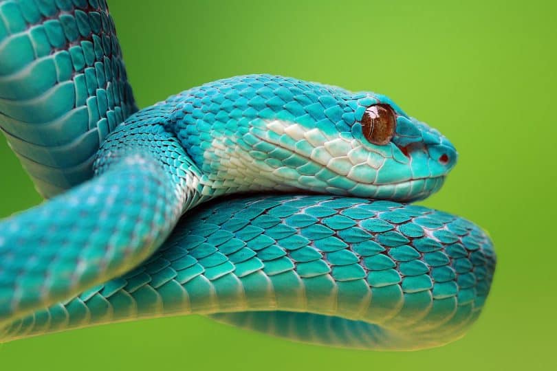 Uma cobra azul.