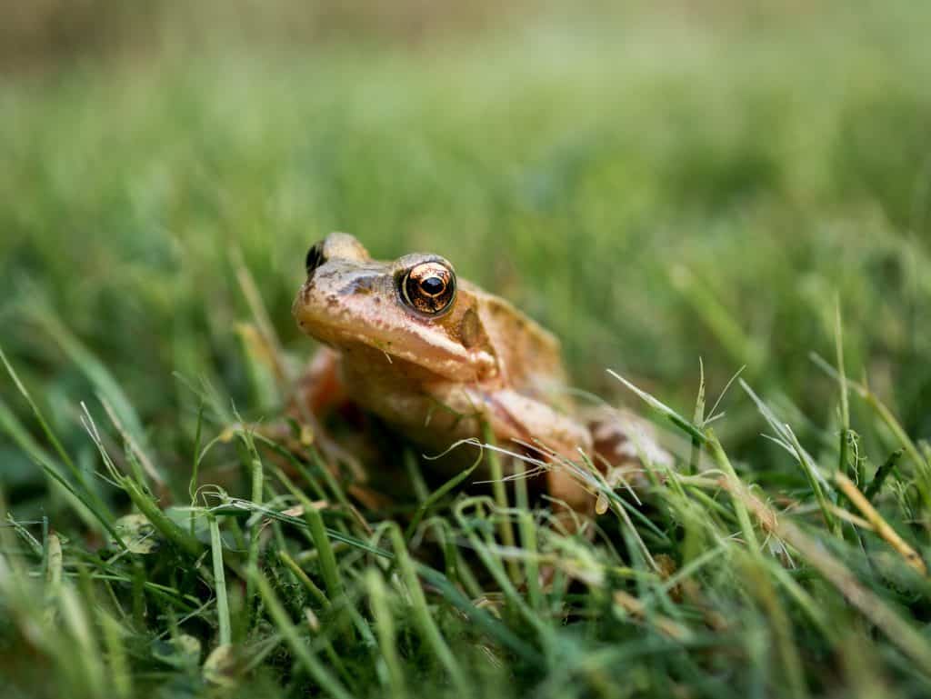 Sapo no gramado