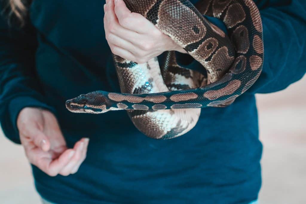 Pessoa segurando uma cobra