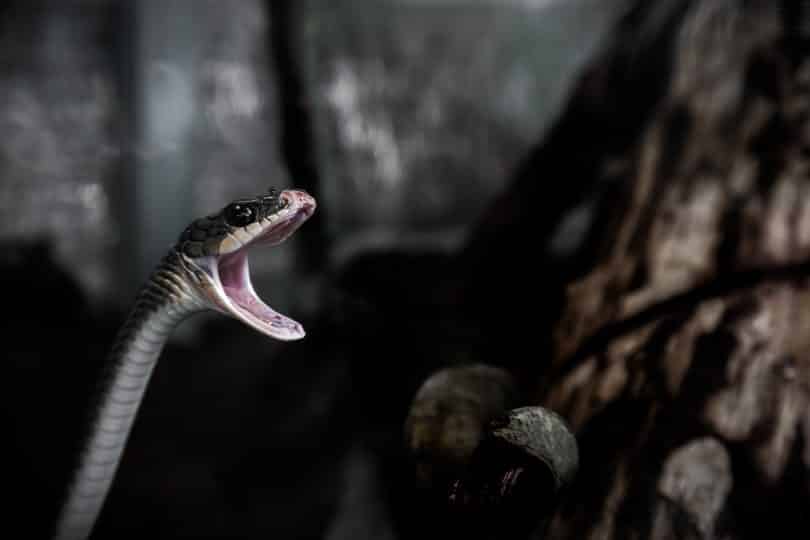 Cobra cinza de boca aberta