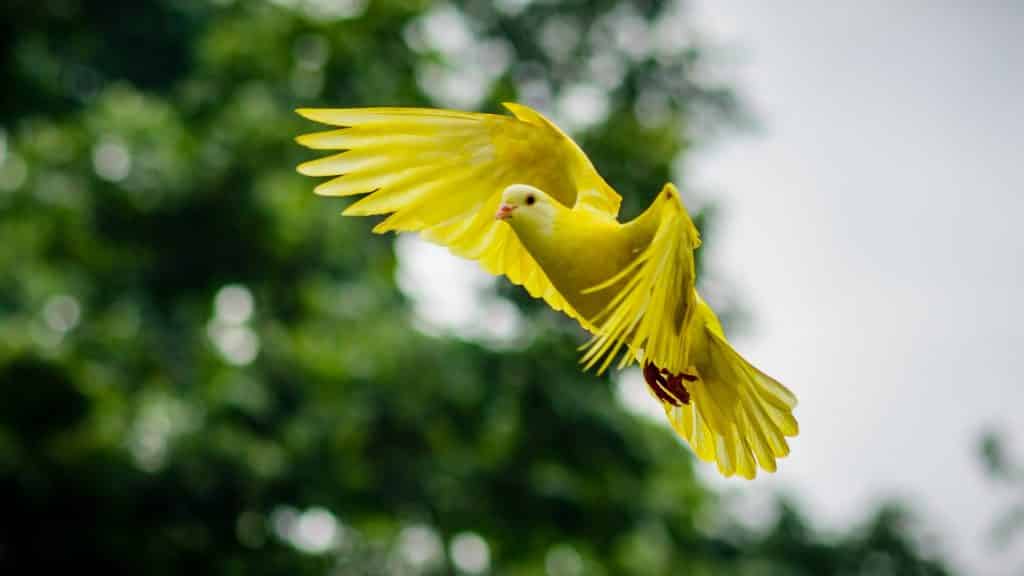 Passarinho amarelo voando