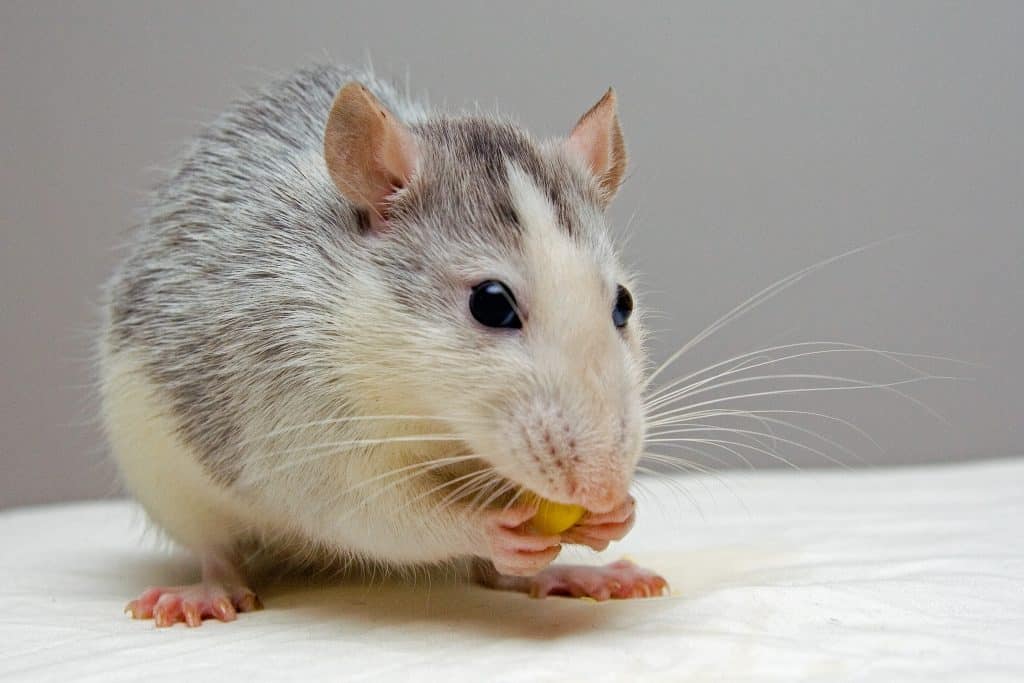 Rato comendo