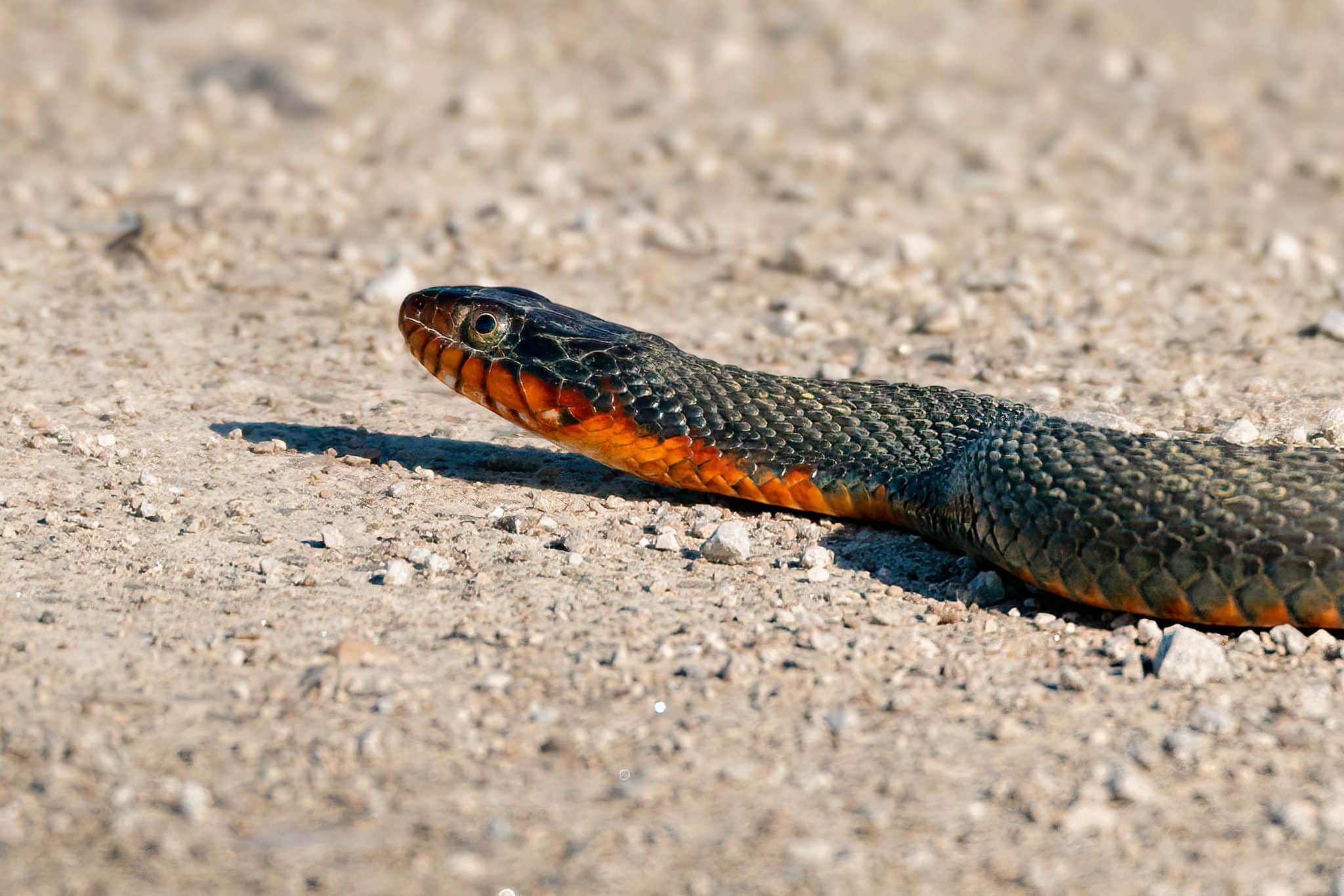 Sonhar com cobra azul: Azul claro, escuro, com preto, com vermelho e mais!