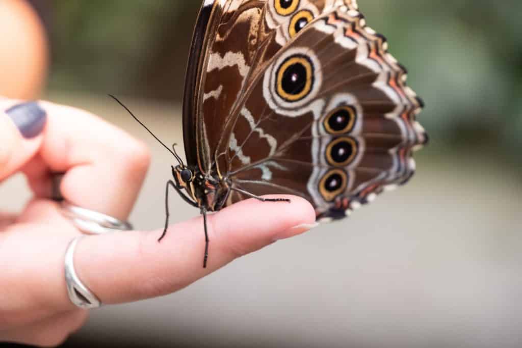 Borboleta marrom no dedo de pessoa branca.