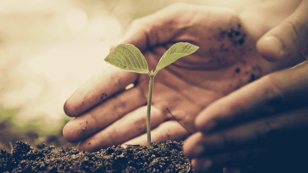 Duas mãos humanas cercando uma muda de planta.