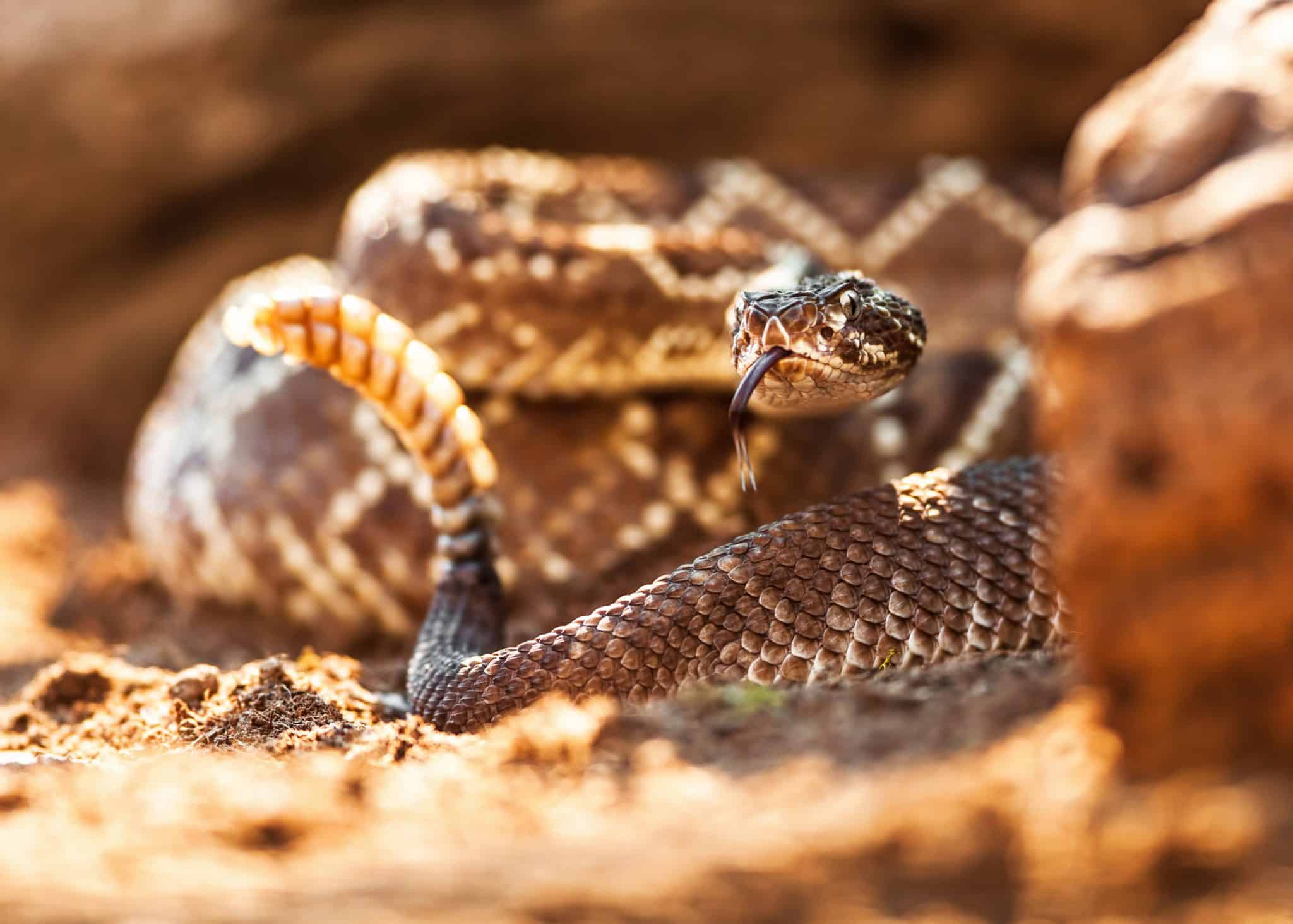 Sonhar com cobra dando bote: preta, verde, marrom, cascavel e mais!