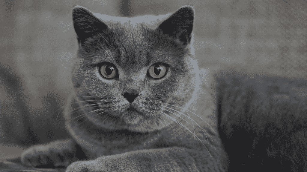 Um gato cinza.