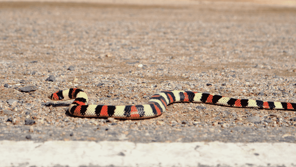 Uma cobra colorida rastejando.