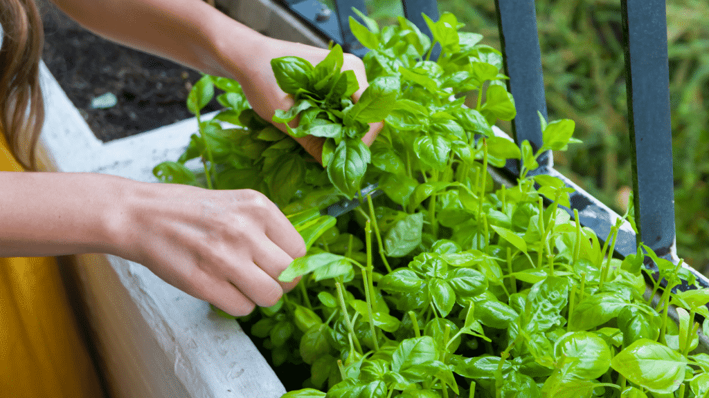 Uma pessoa cortando o caule de uma planta numa pequena plantação.