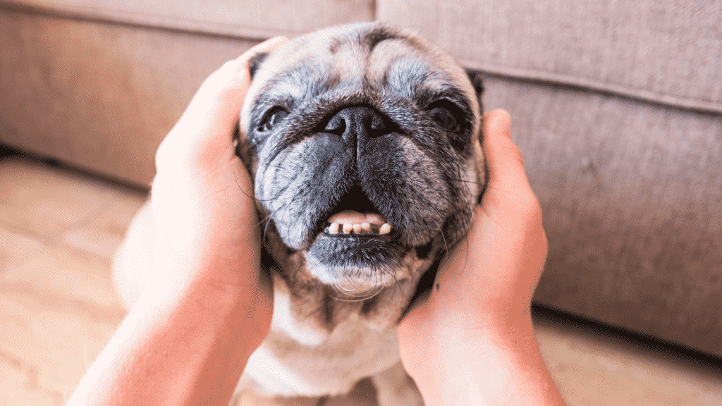 Imagem de uma pessoa segurando a cabeça de um cachorro