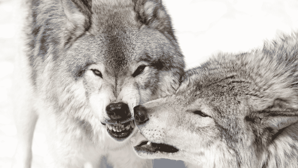 Imagem de dois lobos no meio do gelo, brigando