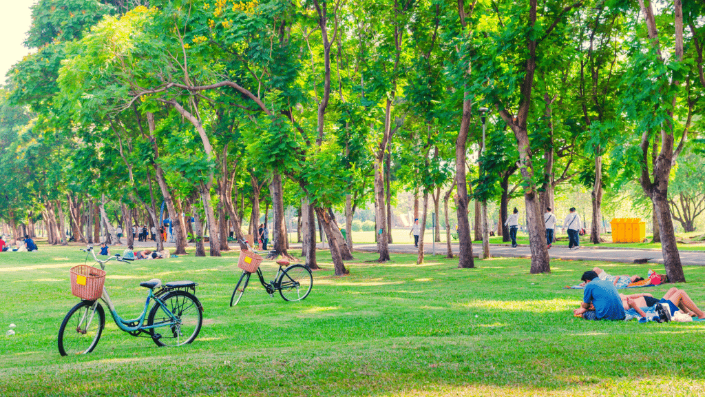 Imagem de um parque com diversas árvores e biciletas