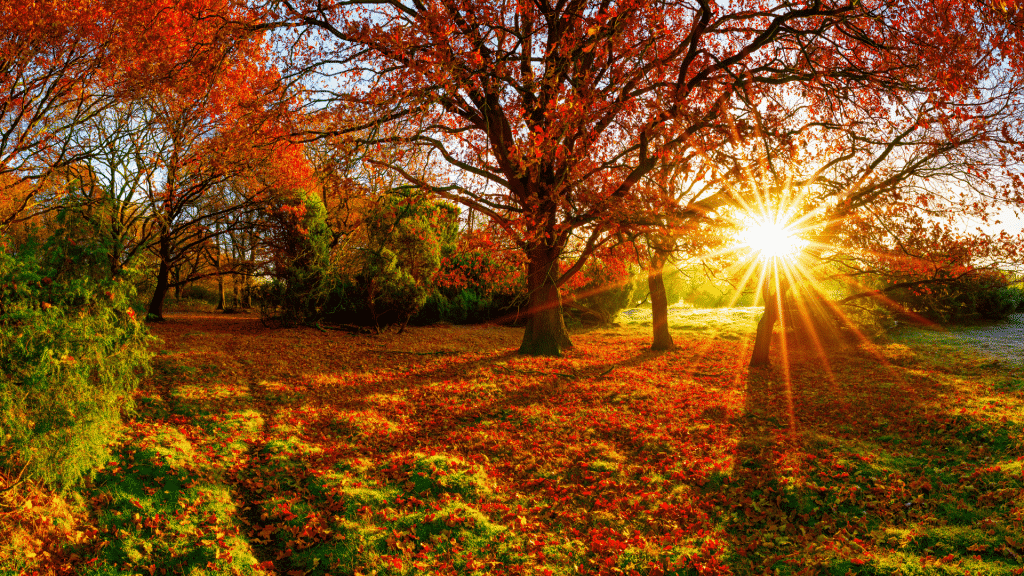 Sol brilhando entre as árvores em um jardim de outono