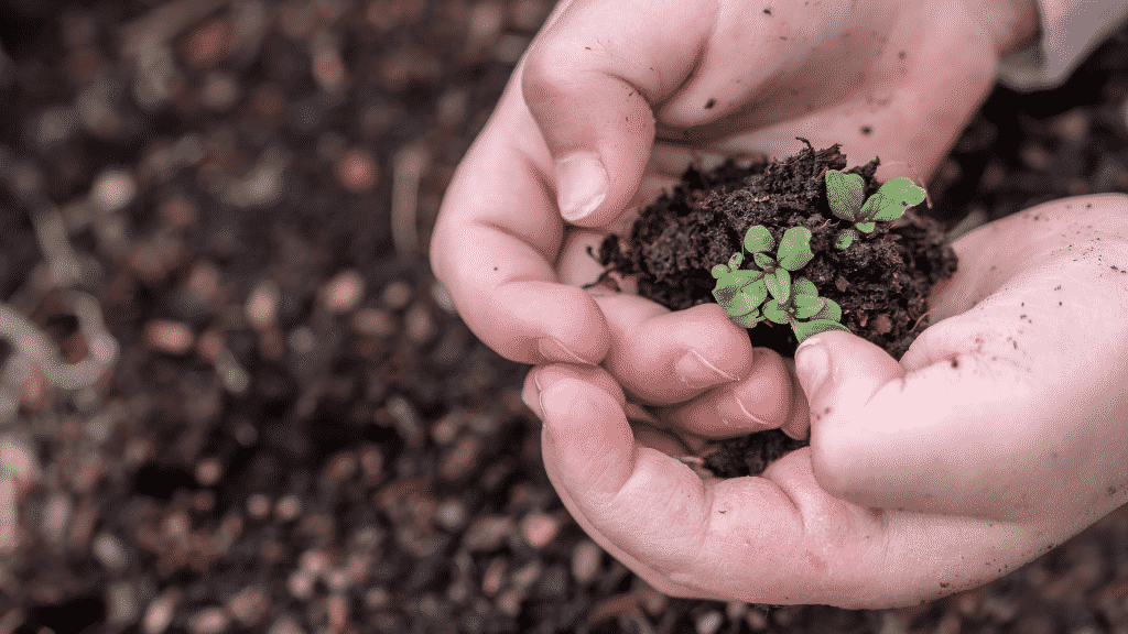 Pessoa segurando uma mudinha de planta com terra nas mãos