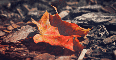 Folha alaranjada caída no chão com outras folhas mortas