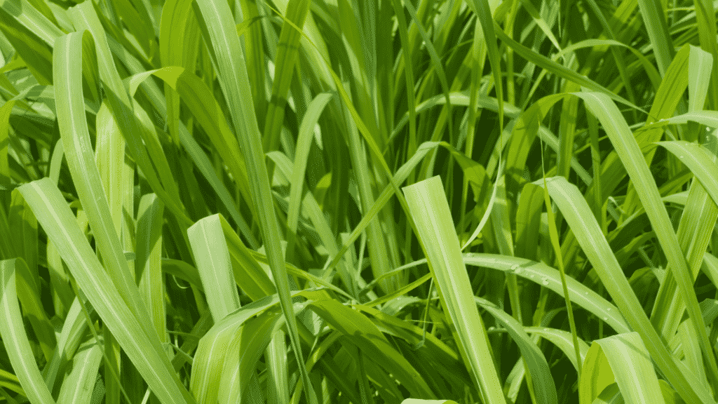 Imagem em zoom da planta citronela