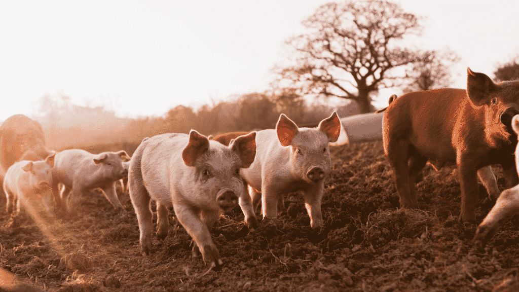Vários porcos num campo de terra.