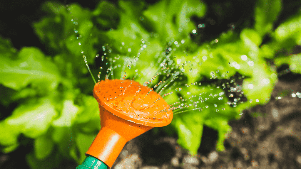 Um regador expelindo água em plantas.