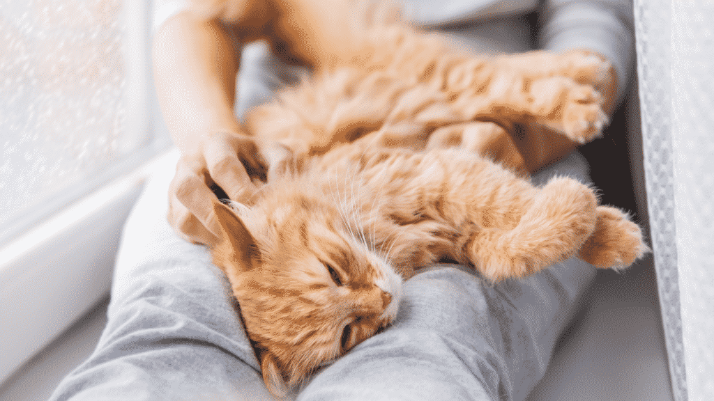 Um gato laranja deitado num colo de uma pessoa.