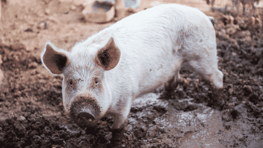 Um porco no meio de uma poça de lama.