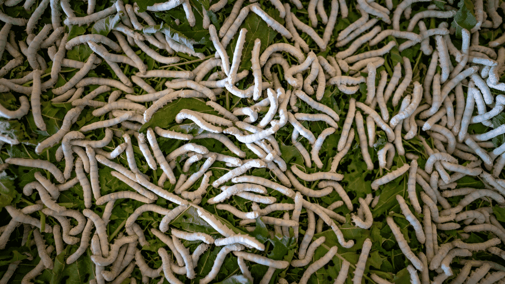 Uma grande quantidade de larvas em cima de folhas de árvore.