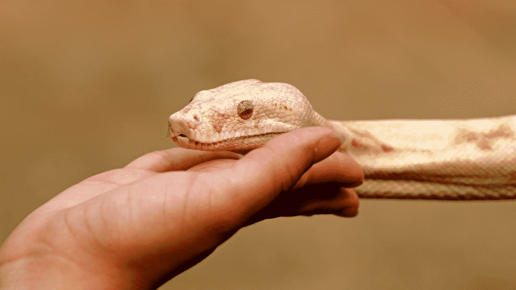 Uma pessoa segurando uma cabeça de uma cobra.