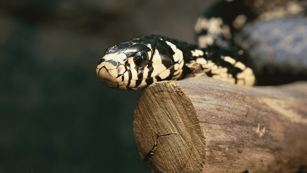 Uma cobra preta e amarela sobre um tronco de madeira.