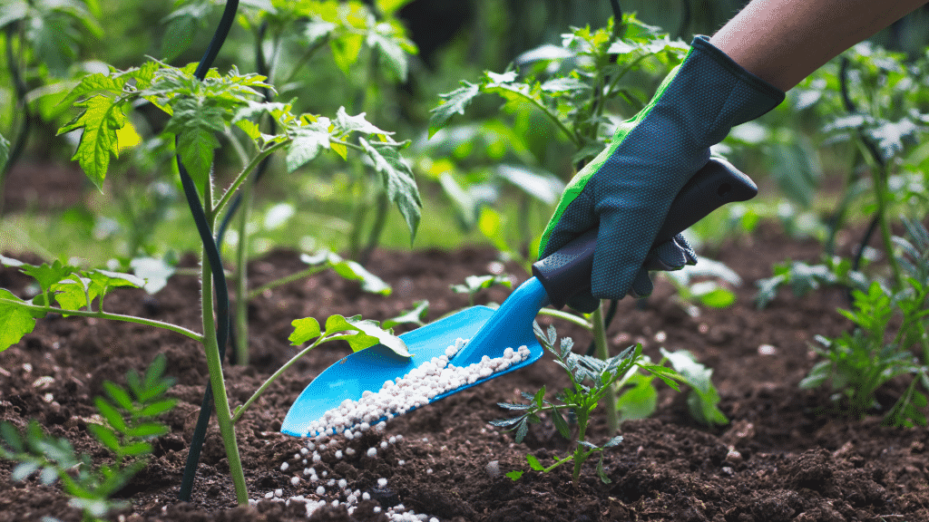 Plantas sendo adubadas e/ou fertilizadas.