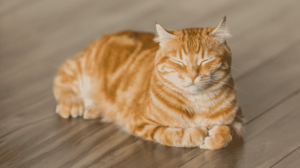 Um gato laranja de olhos fechados e deitado.