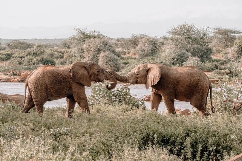 Elefantes brincando.