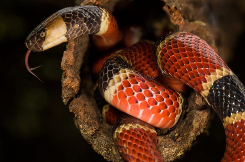 Uma cobra coral colorida.