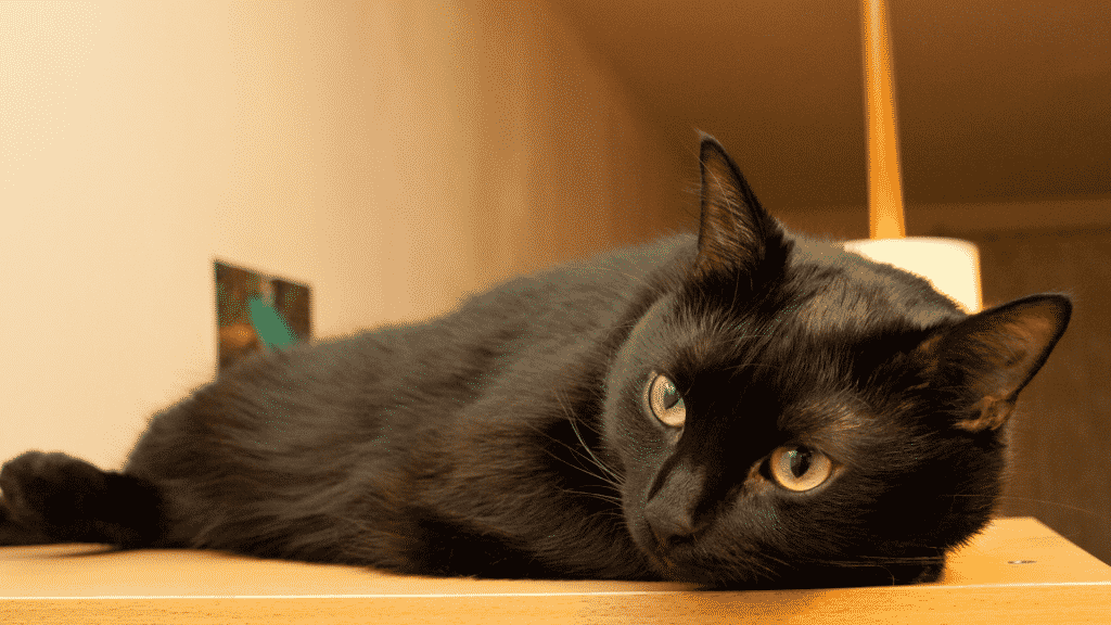 Um gato preto deitado.