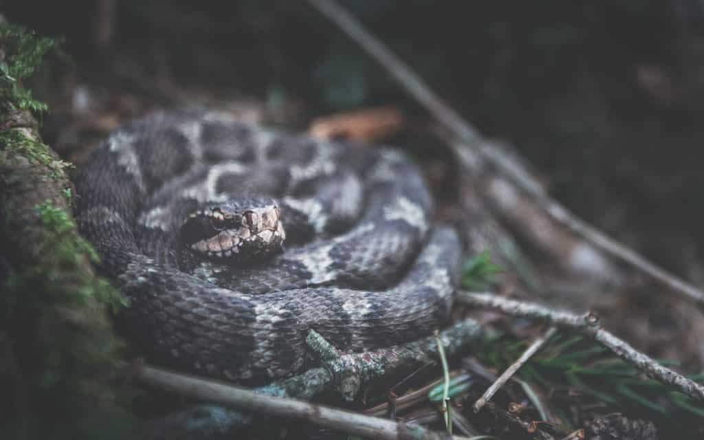 Cobra.