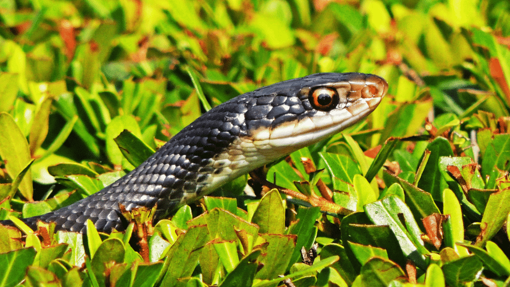 Uma cobra preta num gramado verde.