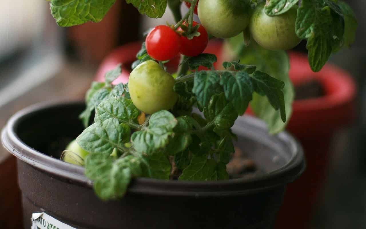 Vaso com tomates plantados.