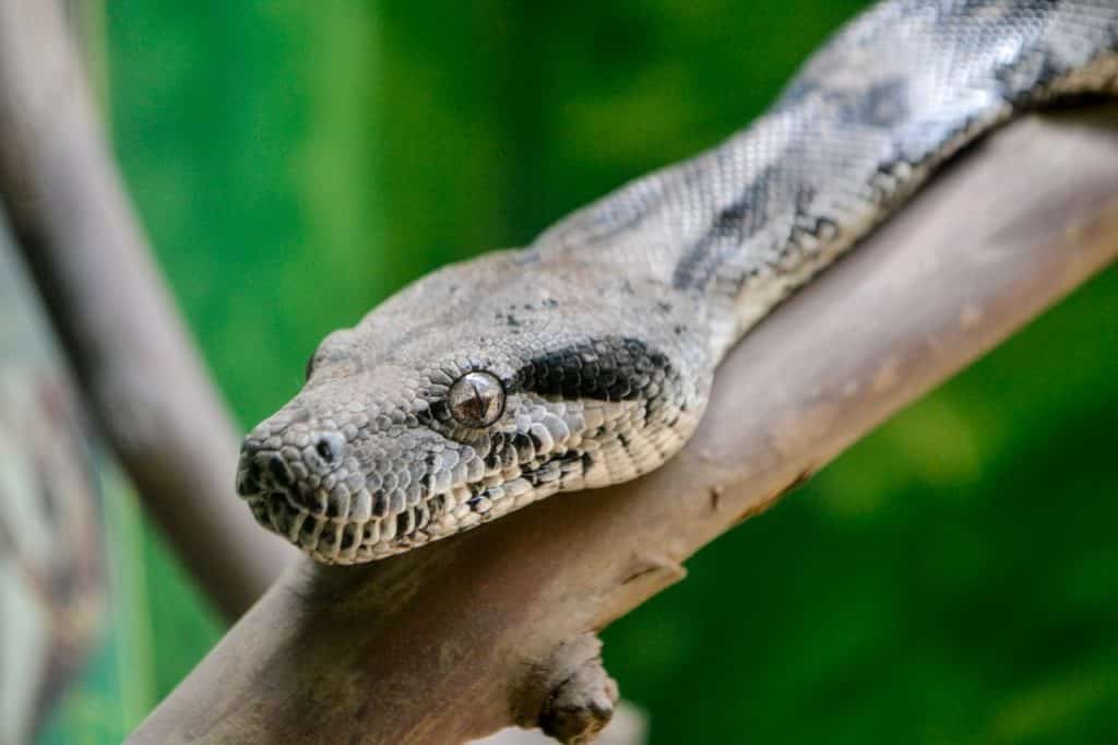 Cobra cascavel.