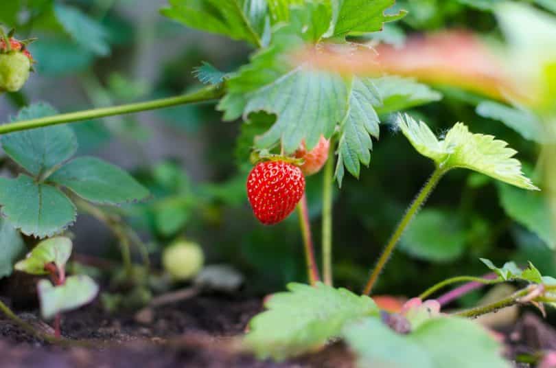 Morango na horta.