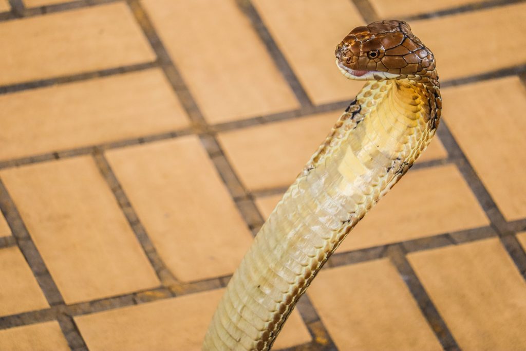 Cobra naja no chão.