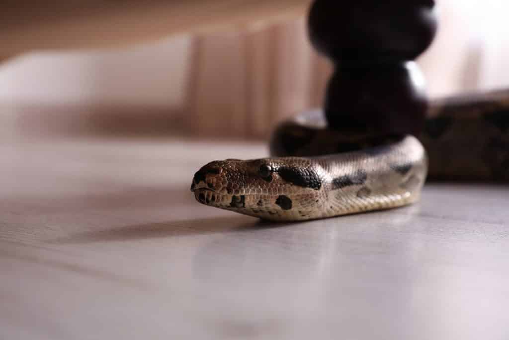 Cobra rastejando no chão de uma casa.
