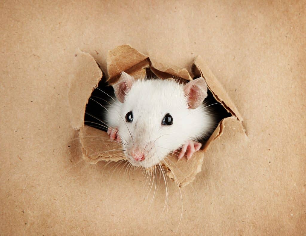 Ratinho branco saindo do papelão.