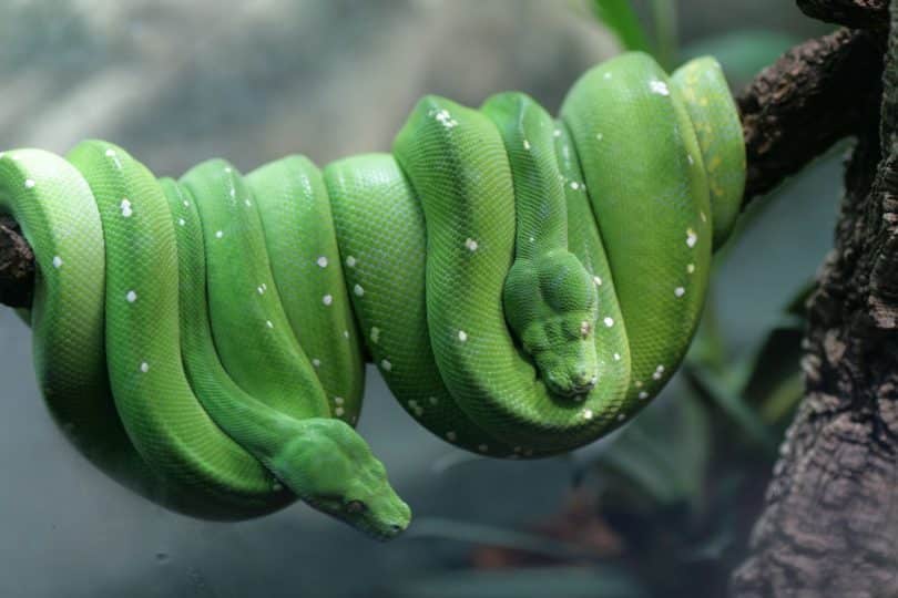 Duas cobras lado a lado em um galho.