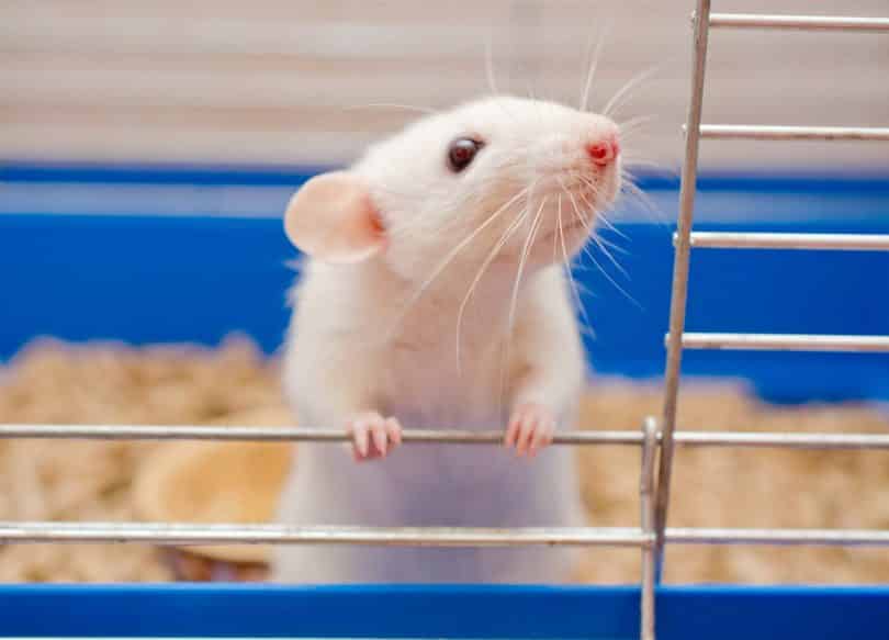 Pequeno rato branco na gaiola.